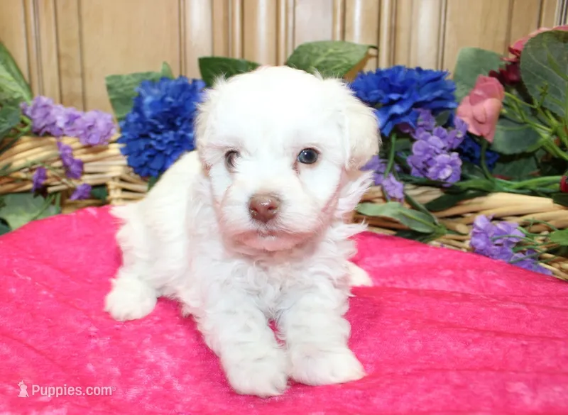 White Yorkie-Chon Bella female – Bichon Frise, Yorkshire Terrier puppy for sale in Colville, WA