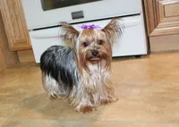 Dianar - Male Morkie - 4.5 lbs as adult, a male Morkie for sale in Colville, WA – 10 of 10