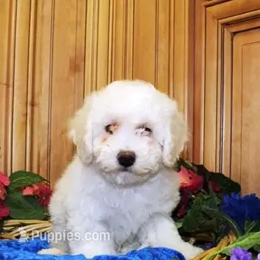 AKC Charon - Bichon Frise, a female Bichon Frise for sale in Colville, WA – Photo 5 of 9