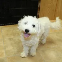 AKC Charon - Bichon Frise, a female Bichon Frise for sale in Colville, WA – Photo 9 of 9