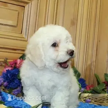 AKC Charon - Bichon Frise, a female Bichon Frise for sale in Colville, WA – Photo 7 of 9