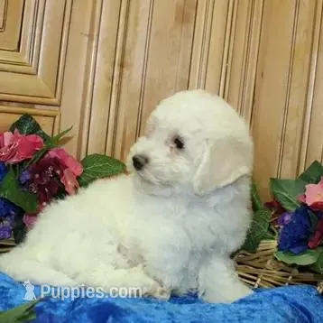 AKC Charon - Bichon Frise, a female Bichon Frise for sale in Colville, WA – Photo 6 of 9