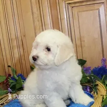 AKC Charon - Bichon Frise, a female Bichon Frise for sale in Colville, WA – Photo 2 of 9