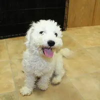 AKC Charon - Bichon Frise, a female Bichon Frise for sale in Colville, WA – Photo 8 of 9