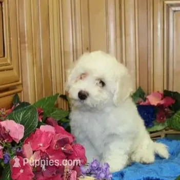 AKC Charon - Bichon Frise, a female Bichon Frise for sale in Colville, WA – Photo 3 of 9