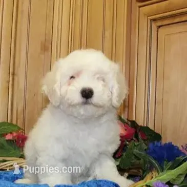AKC Charon - Bichon Frise – Bichon Frise puppy for sale in Colville, WA