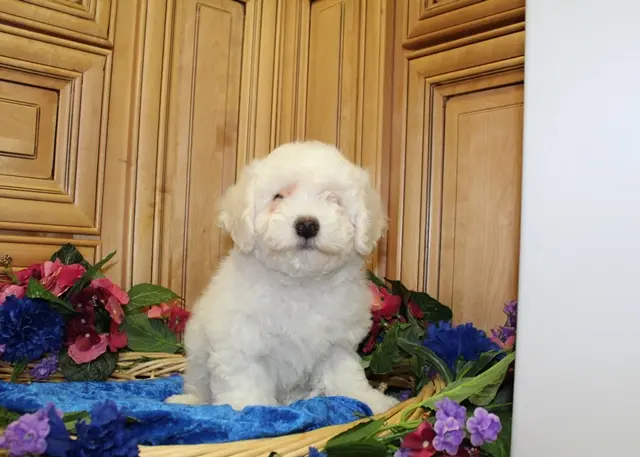 AKC Charon - Bichon Frise