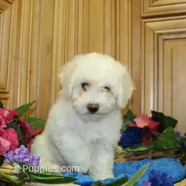 AKC Charon - Bichon Frise, a female Bichon Frise for sale in Colville, WA – Photo 4 of 9
