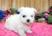 AKC Maltese female Zina - adult size 6 lbs, a female Maltese for sale in Colville, WA – 5 of 8