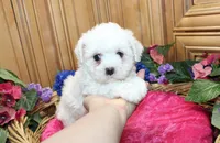 AKC Bichon Frise Charmie - Female, a female Bichon Frise for sale in Evans, WA – 1 of 5
