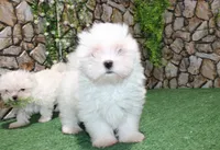 AKC Mayor Maltese male puppy 5.5 lbs as adult, a male Maltese for sale in Colville, WA – 4 of 10