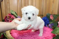 AKC Bichon Frise Cheer - Female, a female Bichon Frise for sale in Evans, WA – 4 of 6