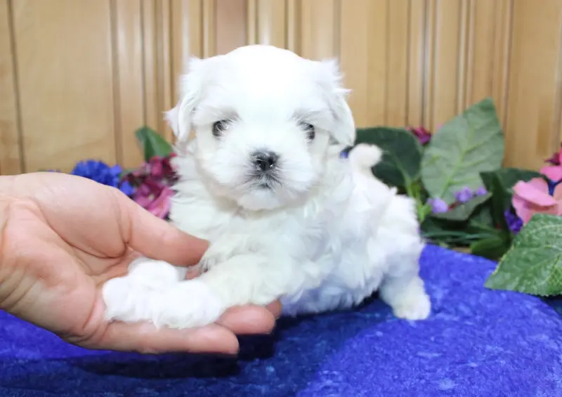 AKC Sega Maltese Boy