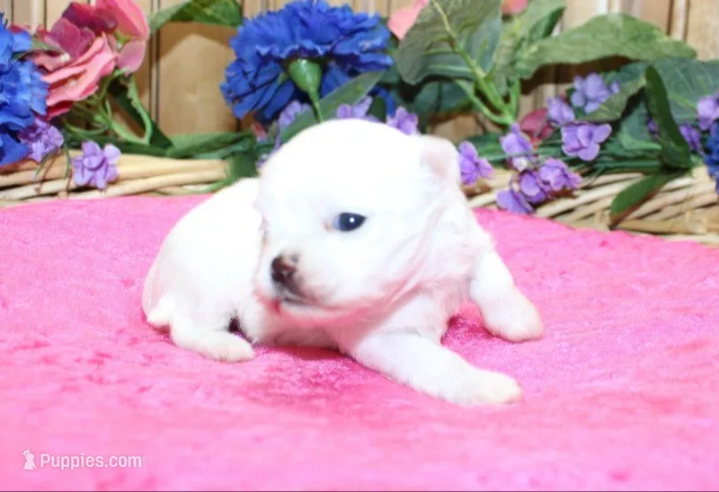 AKC Mira Maltese female puppy – Maltese puppy on hold in Colville, WA