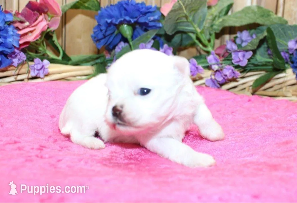 AKC Mira Maltese female puppy, a female Maltese for sale in Colville, WA – Photo 1 of 8