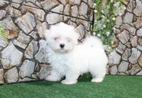 AKC Mayor Maltese male puppy 5.5 lbs as adult, a male Maltese for sale in Colville, WA – 8 of 10
