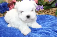 AKC Maltese male Samur - adult size 5.5 lbs, a male Maltese for sale in Colville, WA – 2 of 9