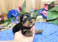 AKC Iris Yorkshire Terrier Boy - adult size 5.5 lbs, a male Yorkshire Terrier for sale in Colville, WA – 6 of 7