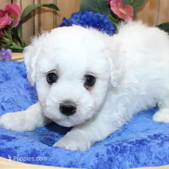 AKC Charl Bichon male, a male Bichon Frise for sale in Colville, WA – Photo 4 of 8