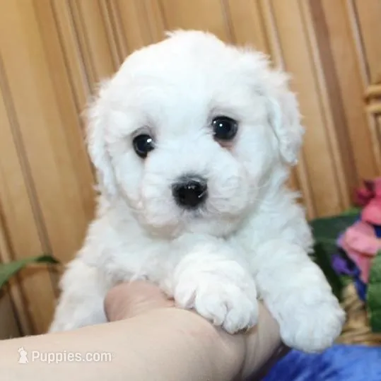 AKC Charl Bichon male – Bichon Frise puppy for sale in Colville, WA
