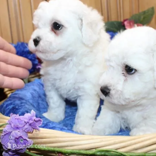 AKC Charl Bichon male, a male Bichon Frise for sale in Colville, WA – Photo 7 of 8