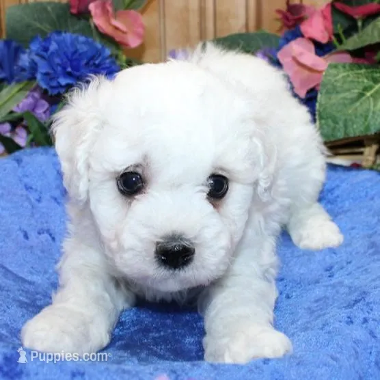 AKC Charl Bichon male, a male Bichon Frise for sale in Colville, WA – Photo 3 of 8