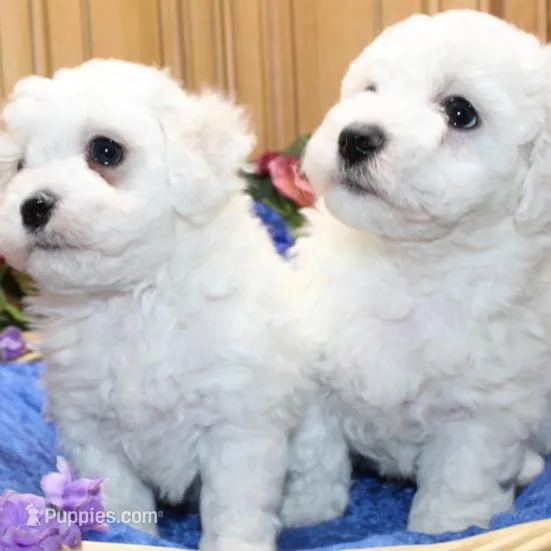 AKC Charl Bichon male, a male Bichon Frise for sale in Colville, WA – Photo 8 of 8