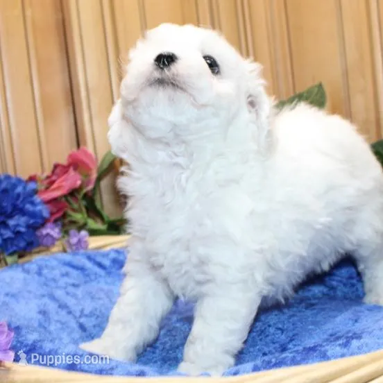 AKC Charl Bichon male, a male Bichon Frise for sale in Colville, WA – Photo 6 of 8