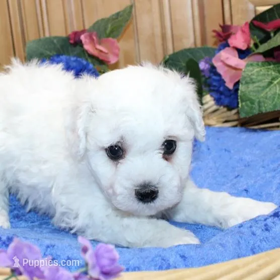 AKC Charl Bichon male, a male Bichon Frise for sale in Colville, WA – Photo 2 of 8