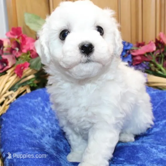 AKC Charl Bichon male, a male Bichon Frise for sale in Colville, WA – Photo 5 of 8