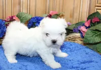 AKC Maltese male Zevs - adult size 5.5 lbs, a male Maltese for sale in Colville, WA – 2 of 8