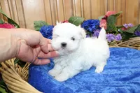 AKC Maltese male Sarat - adult size 5 lbs, a male Maltese for sale in Colville, WA – 6 of 9
