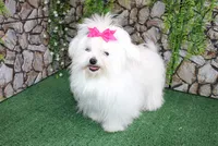 AKC Mayor Maltese male puppy 5.5 lbs as adult, a male Maltese for sale in Colville, WA – 9 of 10