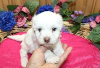 White Yorkie-Chon Bella female, a male Bichon Frise and Yorkshire Terrier for sale in Colville, WA – 5 of 10