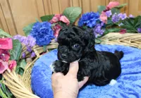 Black Yorkie-Chon Baron male, a male Bichon Frise and Yorkshire Terrier for sale in Colville, WA – 8 of 10