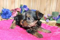 AKC Laya Yorkie Girl - 6lbs, a female Yorkshire Terrier for sale in Colville, WA – Photo 8 of 10