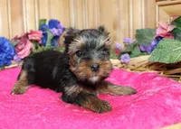AKC Laya Yorkie Girl - 6lbs, a female Yorkshire Terrier for sale in Colville, WA – Photo 4 of 10