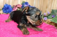 AKC Laya Yorkie Girl - 6lbs, a female Yorkshire Terrier for sale in Colville, WA – Photo 5 of 10