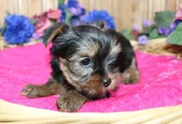 AKC Laya Yorkie Girl - 6lbs, a female Yorkshire Terrier for sale in Colville, WA – Photo 2 of 10