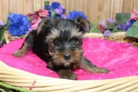 AKC Laya Yorkie Girl - 6lbs, a female Yorkshire Terrier for sale in Colville, WA – Photo 7 of 10