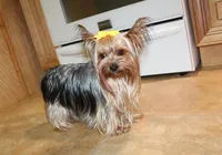 AKC Laya Yorkie Girl - 6lbs, a female Yorkshire Terrier for sale in Colville, WA – Photo 9 of 10