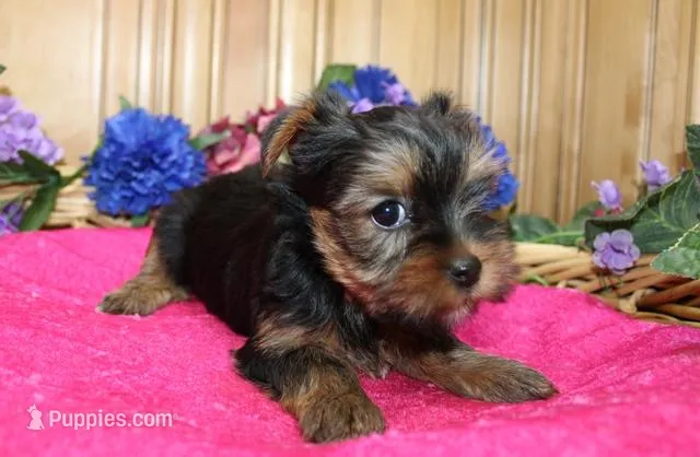 AKC Laya Yorkie Girl - 6lbs, a female Yorkshire Terrier for sale in Colville, WA – Photo 1 of 10
