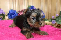 AKC Laya Yorkie Girl - 6lbs, a female Yorkshire Terrier for sale in Colville, WA – Photo 1 of 10