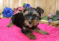 AKC Laya Yorkie Girl - 6lbs, a female Yorkshire Terrier for sale in Colville, WA – Photo 6 of 10