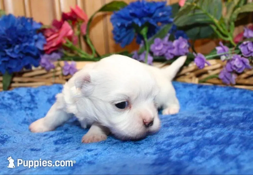 AKC Marble Maltese puppy, a male Maltese for sale in Colville, WA – Photo 6 of 9