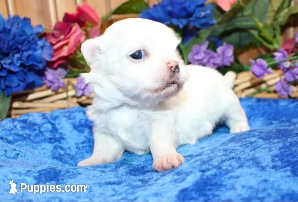 AKC Marble Maltese puppy, a male Maltese for sale in Colville, WA – Photo 1 of 9