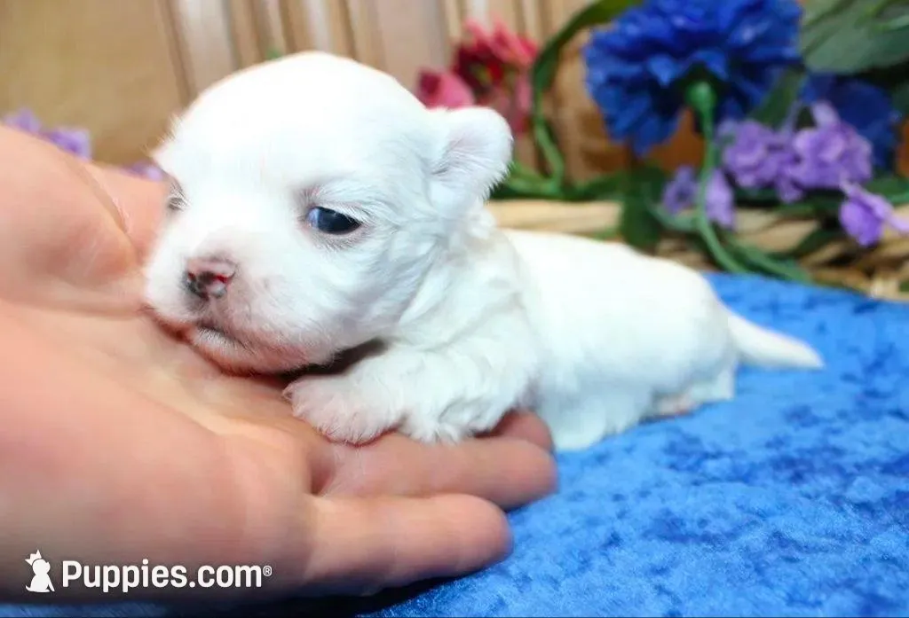 AKC Marble Maltese puppy, a male Maltese for sale in Colville, WA – Photo 3 of 9