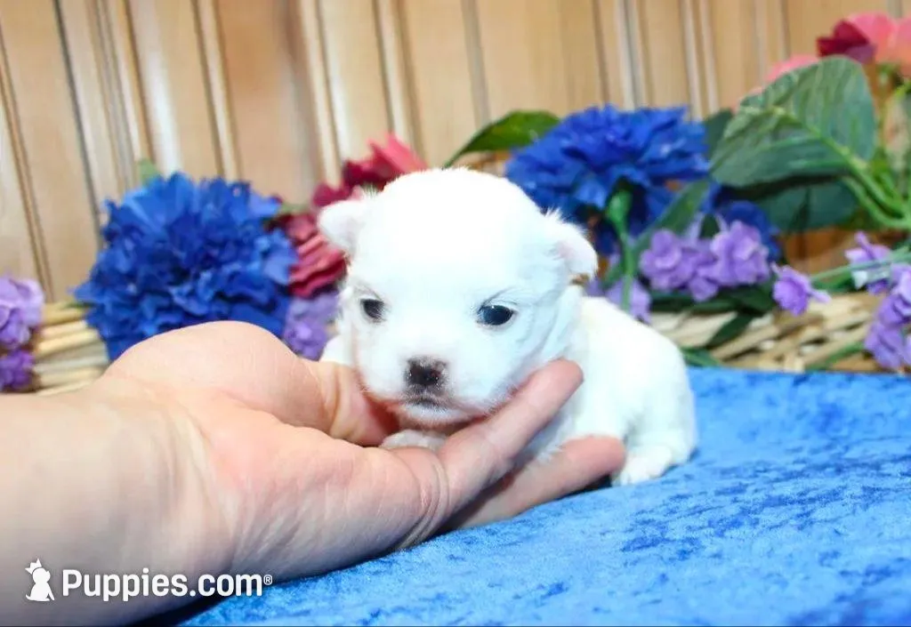 AKC Marble Maltese puppy, a male Maltese for sale in Colville, WA – Photo 4 of 9