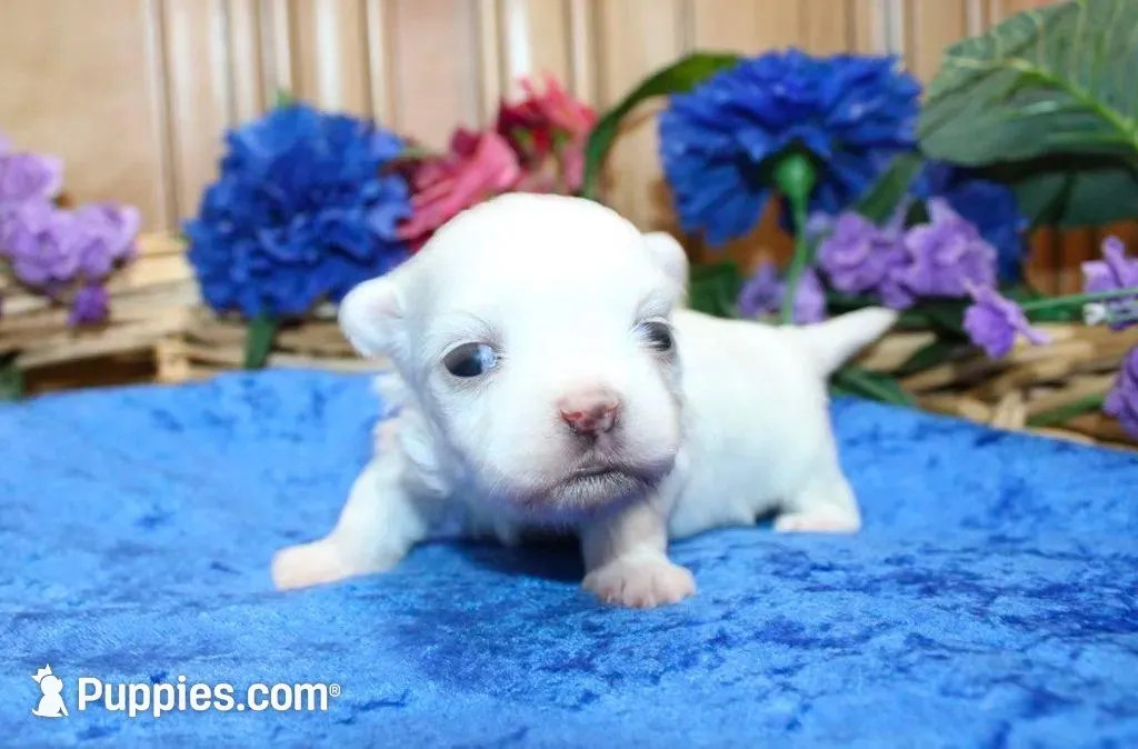 AKC Marble Maltese puppy, a male Maltese for sale in Colville, WA – Photo 5 of 9