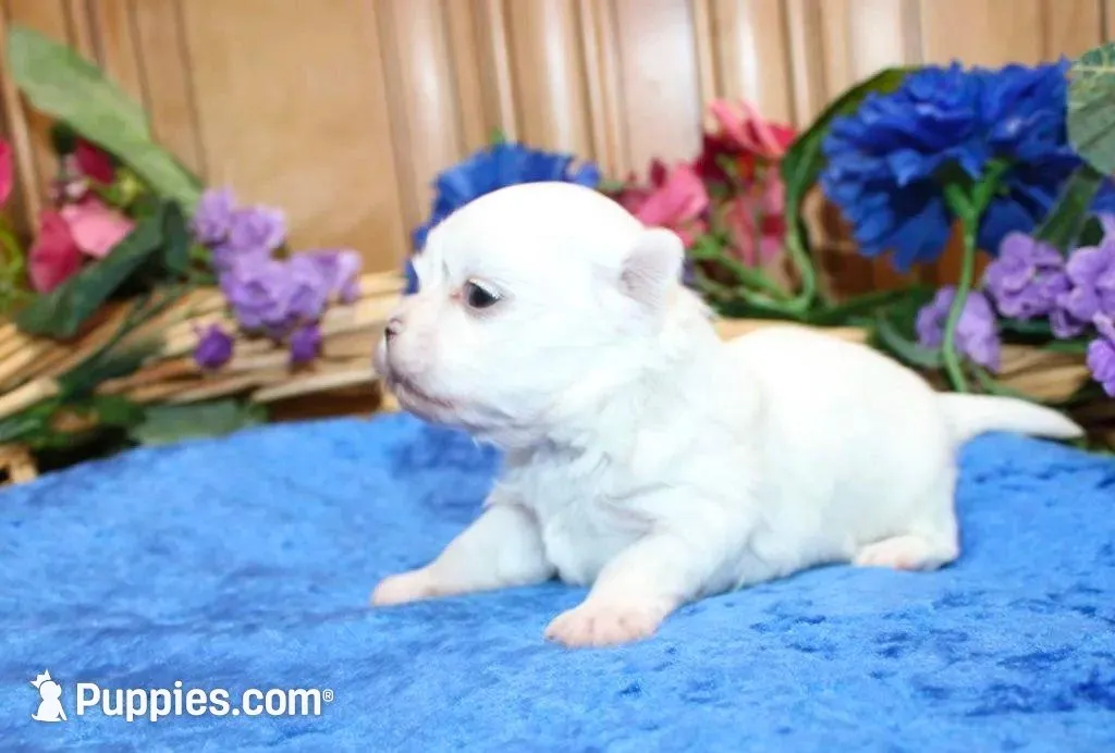 AKC Marble Maltese puppy, a male Maltese for sale in Colville, WA – Photo 7 of 9
